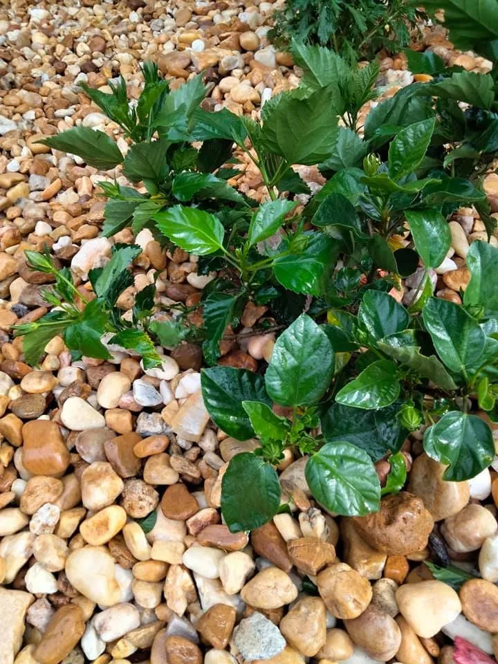 Affordable outdoor landscaping in Middleburg, FL by Personal Touch Gardening