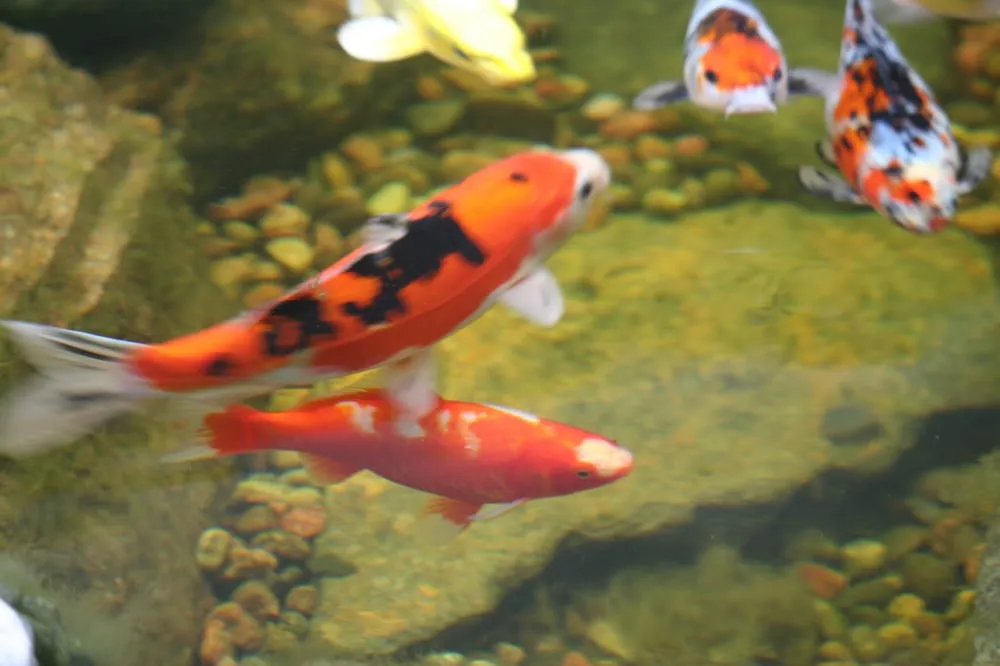 Top-rated landscape installation with custom design across Colorado Springs, CO - Personal Touch Landscape & Gardening