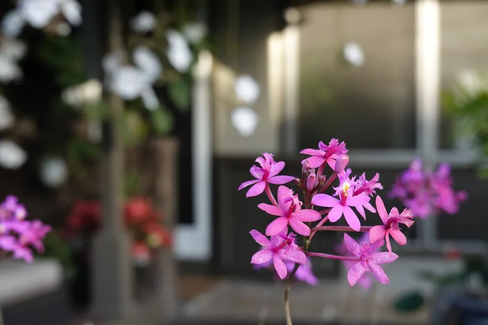 Expert lawn mowing service in Honolulu, HI by Personal Touch Landscape