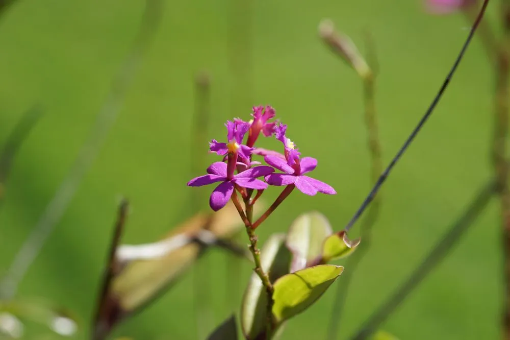 Reliable garden landscaping experts serving Honolulu, HI - Personal Touch Landscape