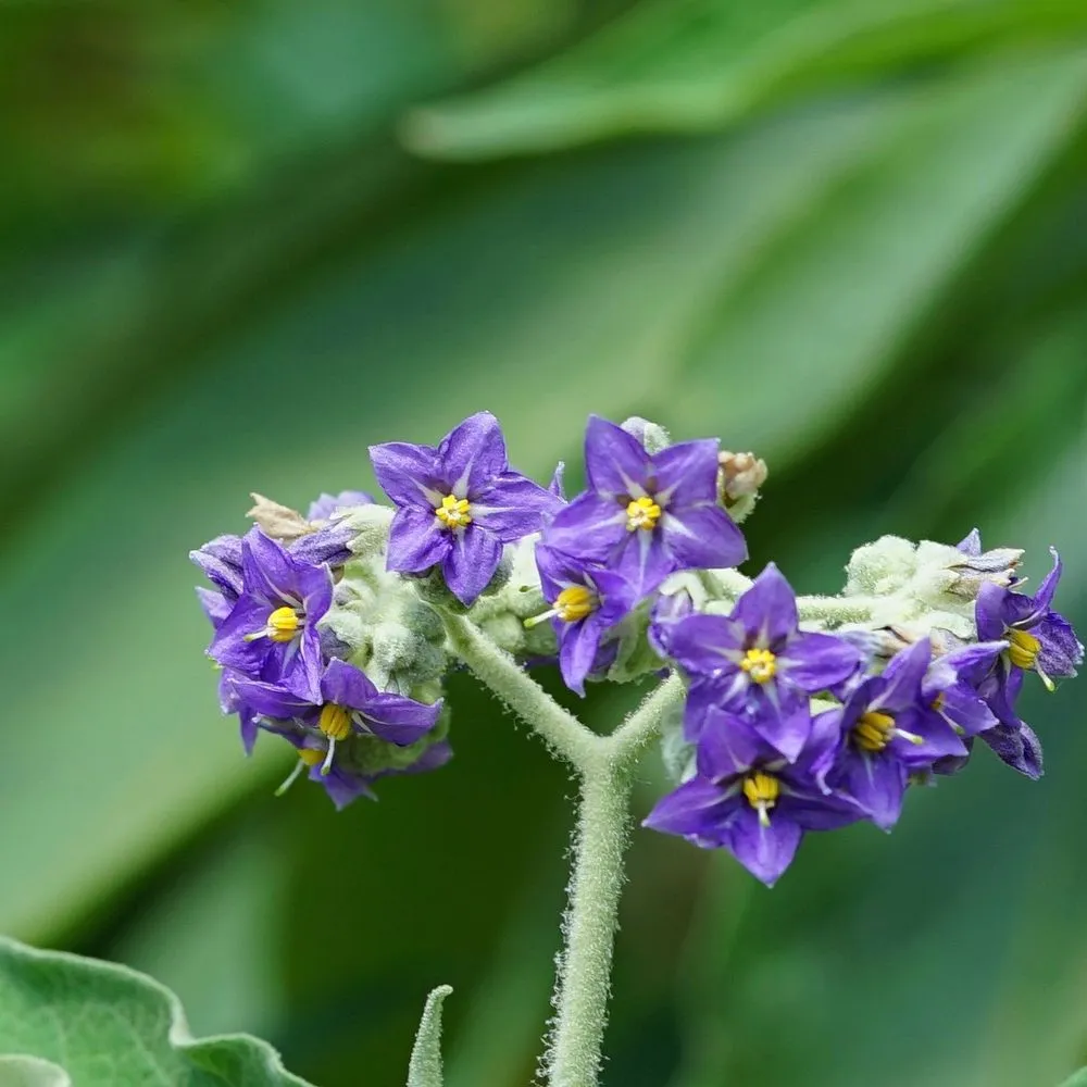 Professional garden landscaping for homes in Honolulu, HI by Personal Touch Landscape