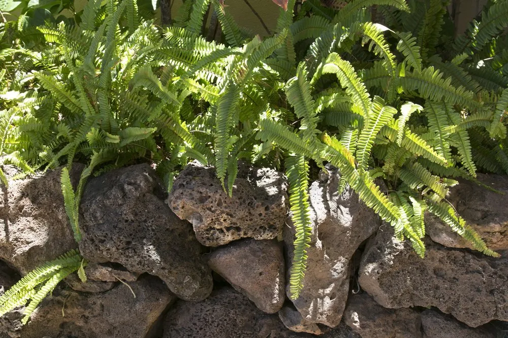 Expert garden landscaping experts serving Honolulu, HI - Personal Touch Landscape