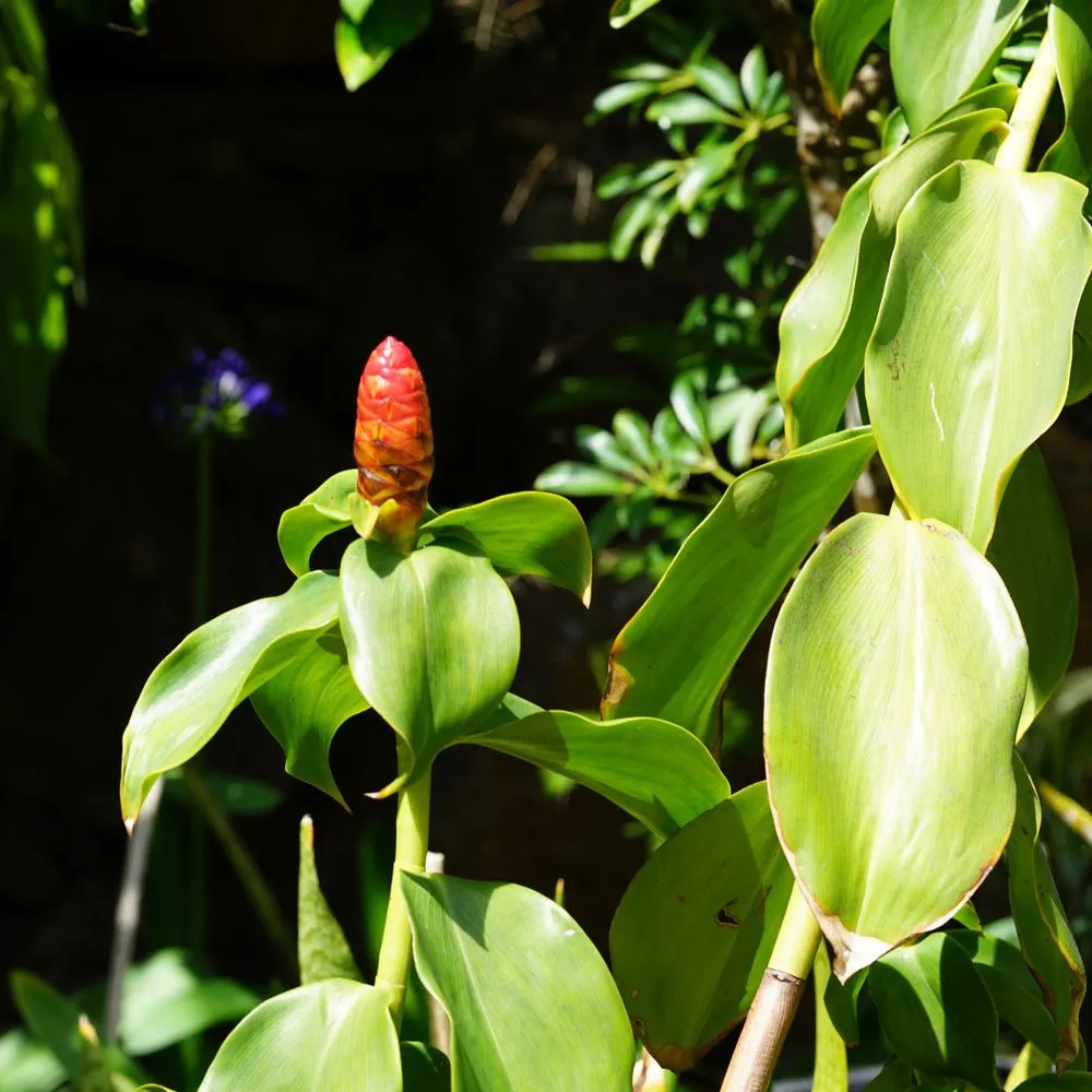 Reliable landscape installation in Honolulu, HI by Personal Touch Landscape