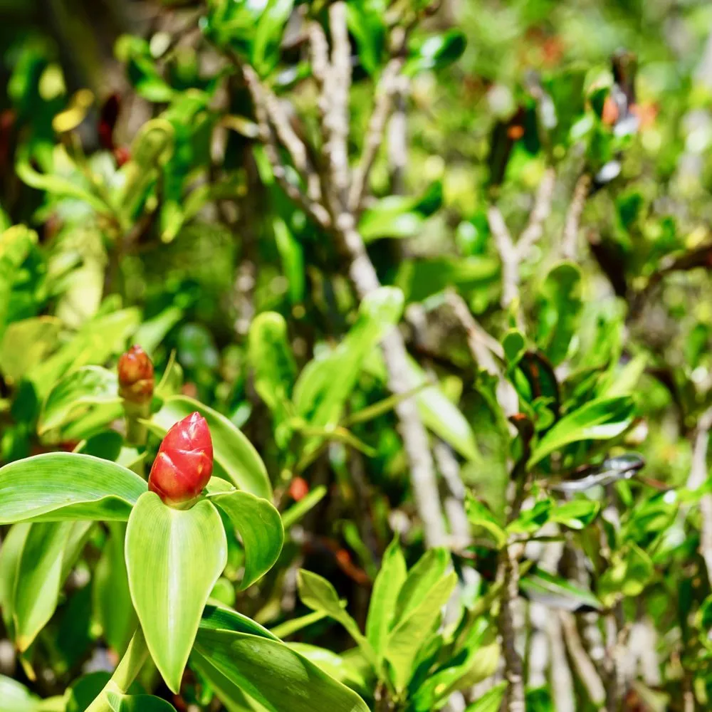 Reliable garden landscaping near you in Honolulu, HI by Personal Touch Landscape