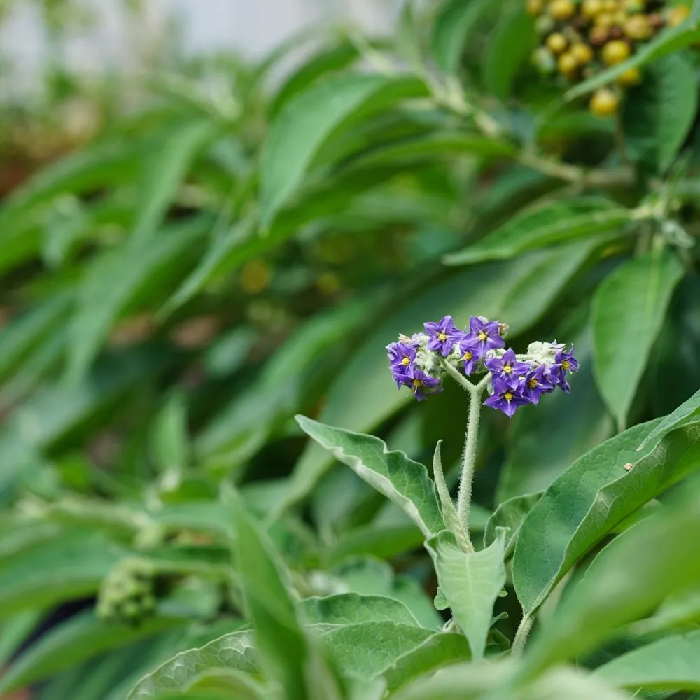 Custom garden landscaping in Honolulu, HI - Personal Touch Landscape
