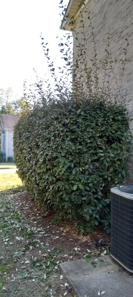 Trusted lawn mowing service in Troy, AL - Personal Touch Lawncare