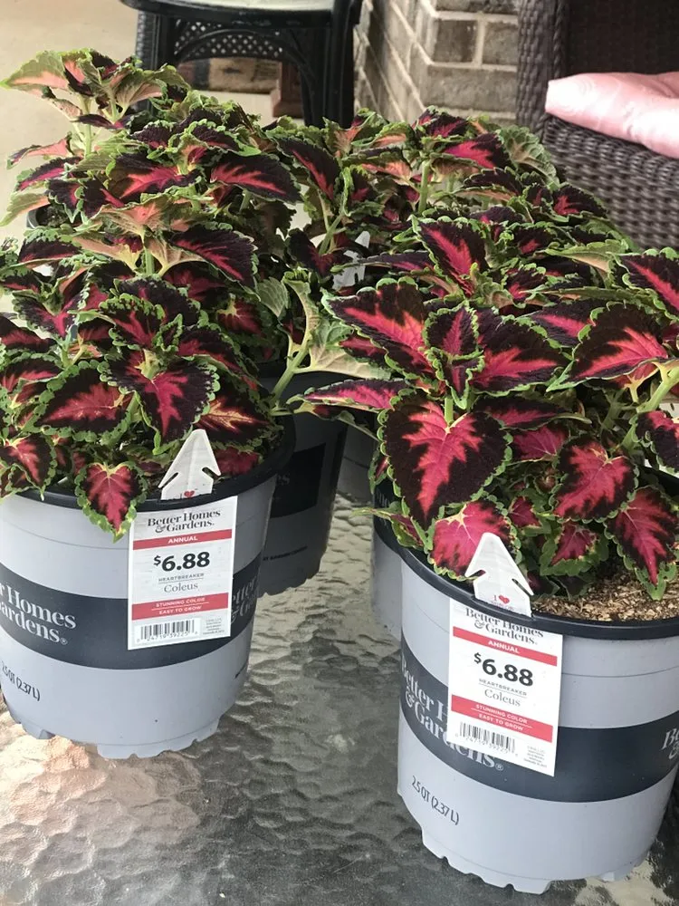 Affordable yard cleanup service in Evans, GA - Personalized Lawn Care & Gardens