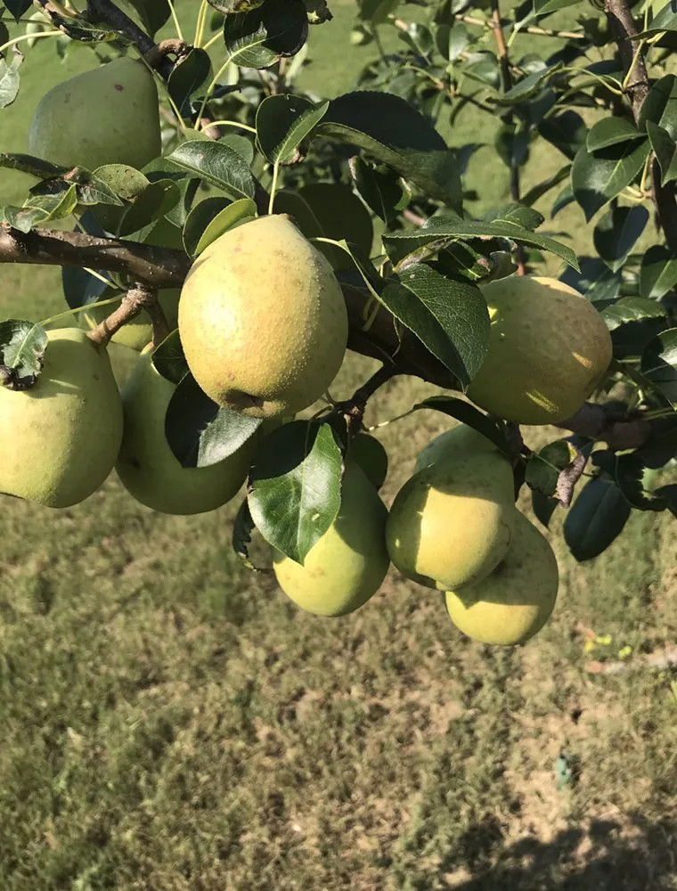 Expert yard maintenance in Evans, GA by Personalized Lawn Care & Gardens