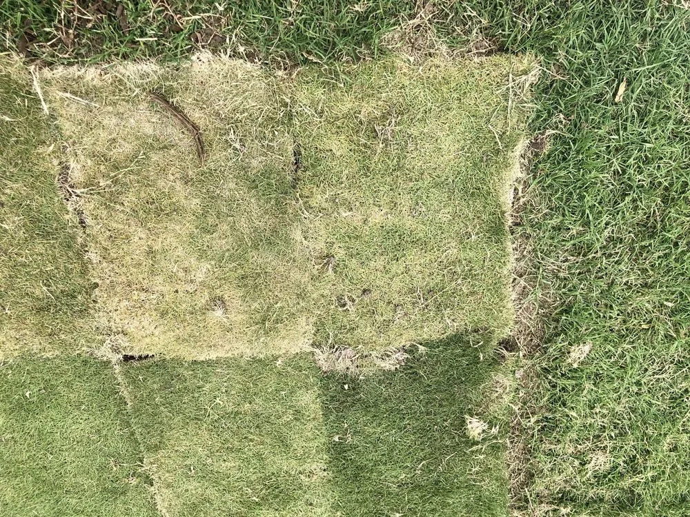 Custom lawn mowing service in Rockwall, TX by Perspectiv Gardens