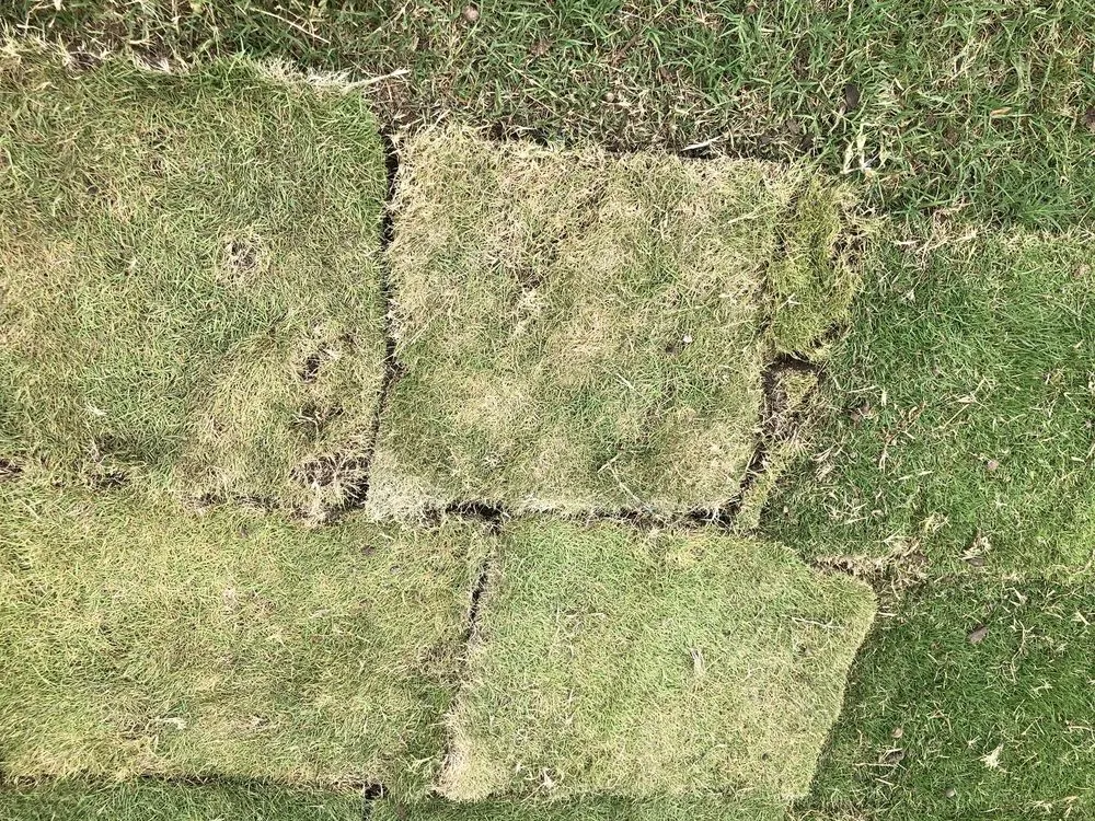 Top-rated landscaping services with custom design in Rockwall, TX by Perspectiv Gardens