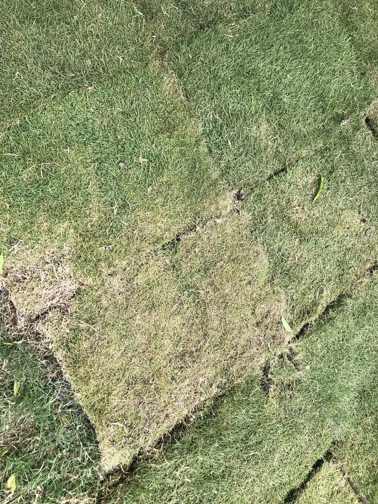 Trusted yard maintenance experts serving Rockwall, TX - Perspectiv Gardens