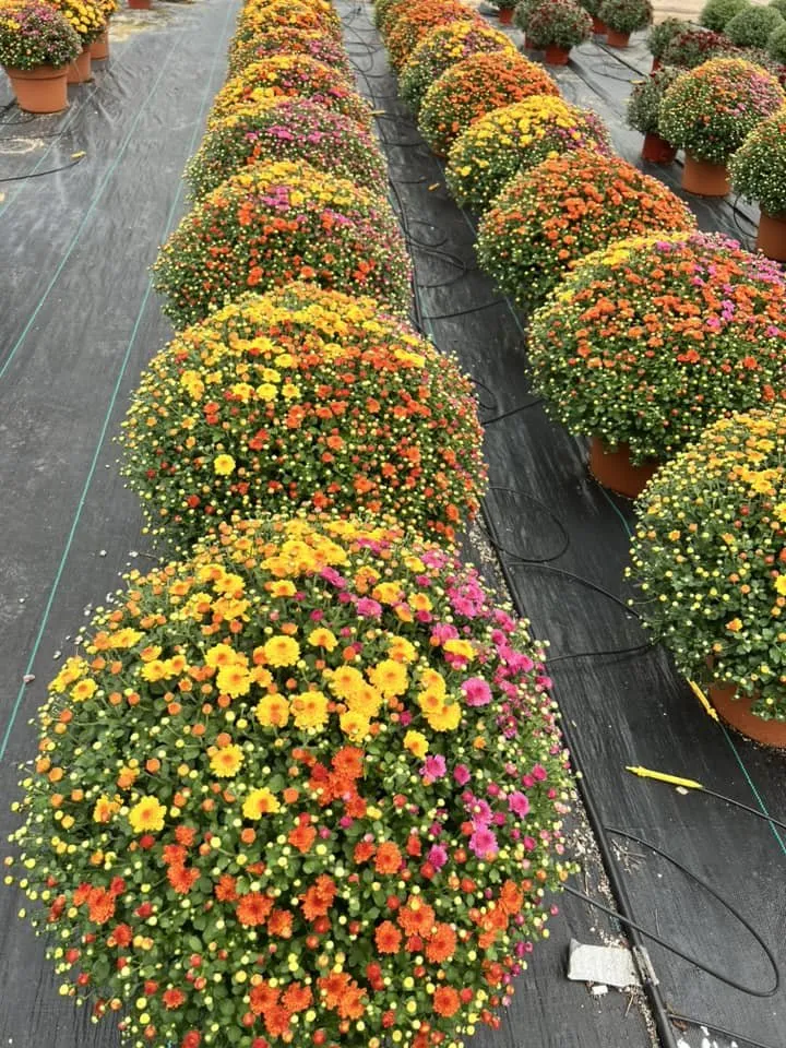 Professional landscape design near you across Peru, IL - Peru Greenhouses & Landscaping