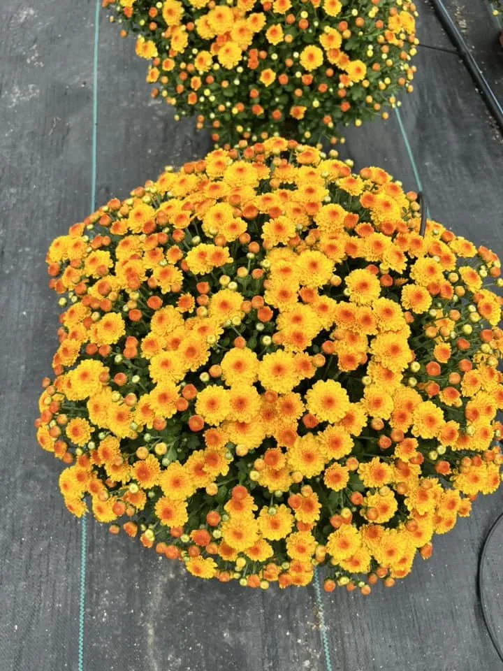 Professional lawn care service experts serving Peru, IL - Peru Greenhouses & Landscaping