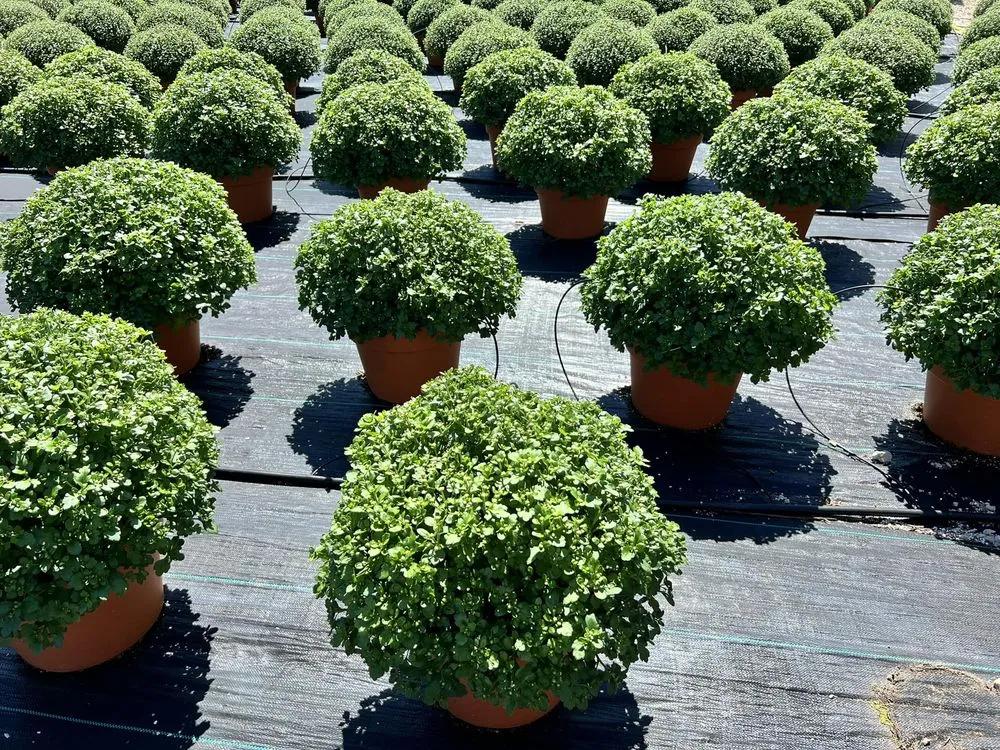 Custom landscape installation in Peru, IL by Peru Greenhouses & Landscaping