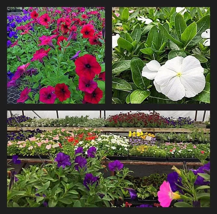 Top-rated landscape installation for year-round maintenance across Peru, IL - Peru Greenhouses & Landscaping