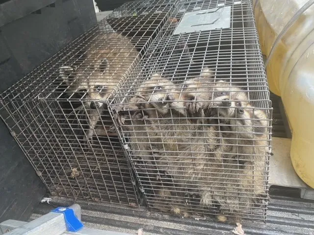 Affordable landscape installation near you in Miami Lakes, FL by Pest Brothers