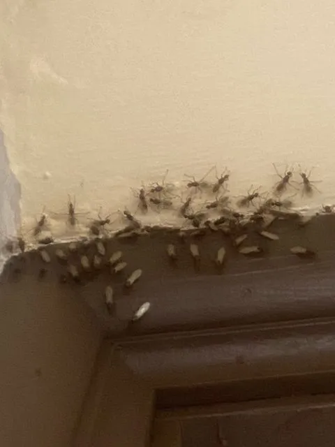 Trusted landscaping services experts serving Miami Lakes, FL - Pest Brothers