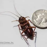 Trusted lawn care service in North Highlands, CA by Pest Control Center