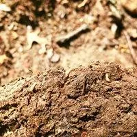 Local landscape installation in North Highlands, CA by Pest Control Center