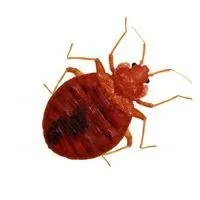 Custom yard maintenance in North Highlands, CA - Pest Control Center