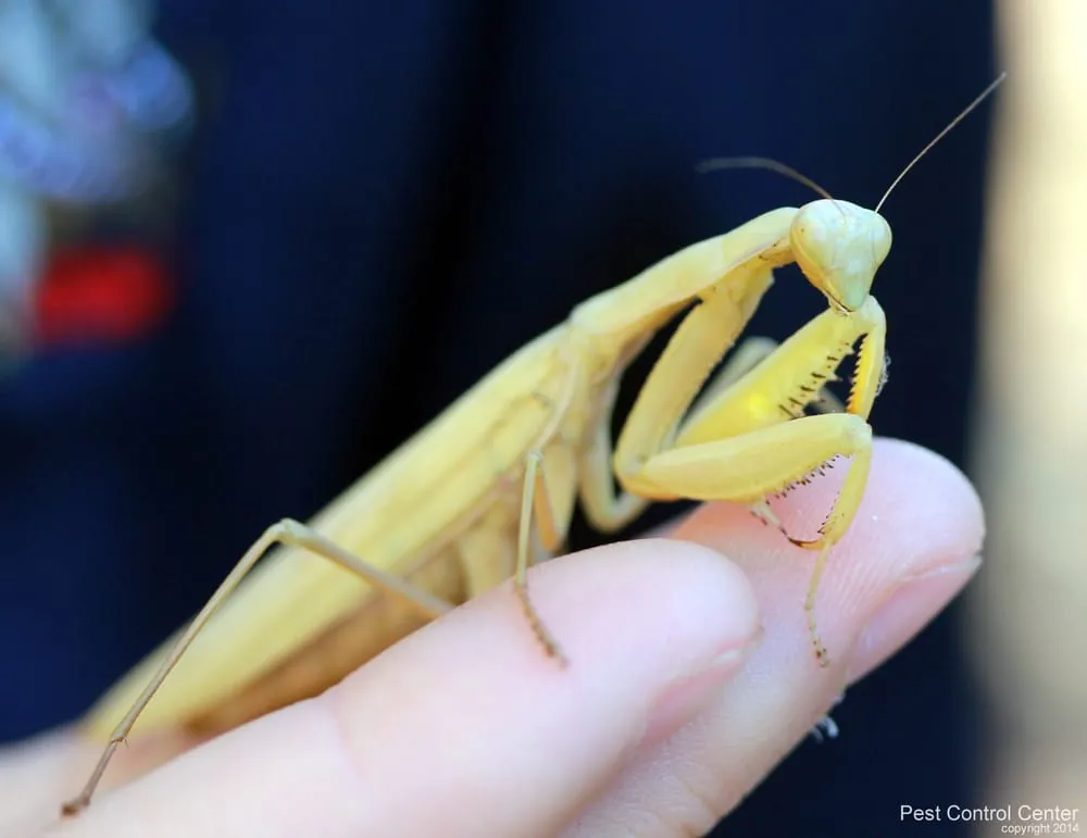 Expert residential landscaping in North Highlands, CA by Pest Control Center