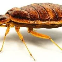 Custom landscape installation in North Highlands, CA - Pest Control Center