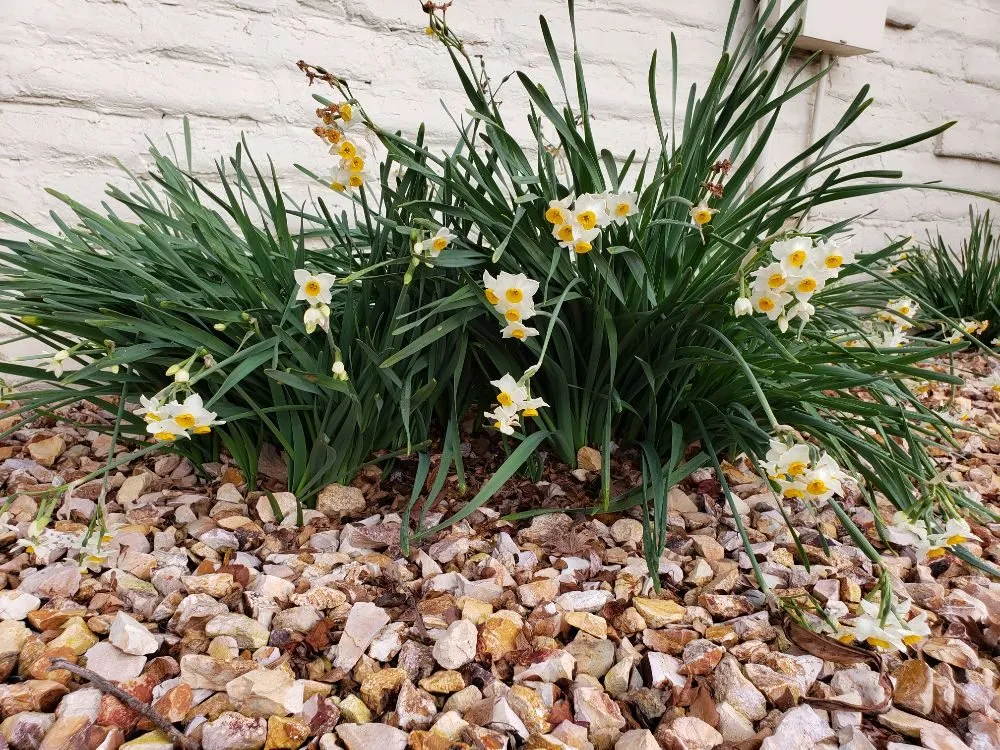 Trusted landscaping services experts serving North Highlands, CA - Pest Control Center