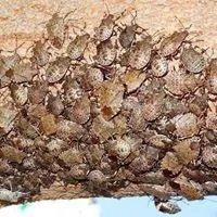 Top-rated lawn care service experts serving North Highlands, CA - Pest Control Center