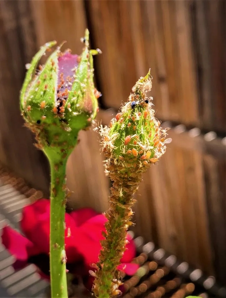 Top-rated lawn mowing service in North Highlands, CA - Pest Control Center