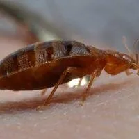 Top-rated lawn care service in North Highlands, CA by Pest Control Center