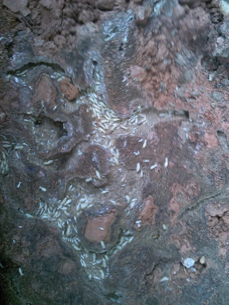 Trusted garden landscaping for beautiful yards across North Highlands, CA - Pest Control Center