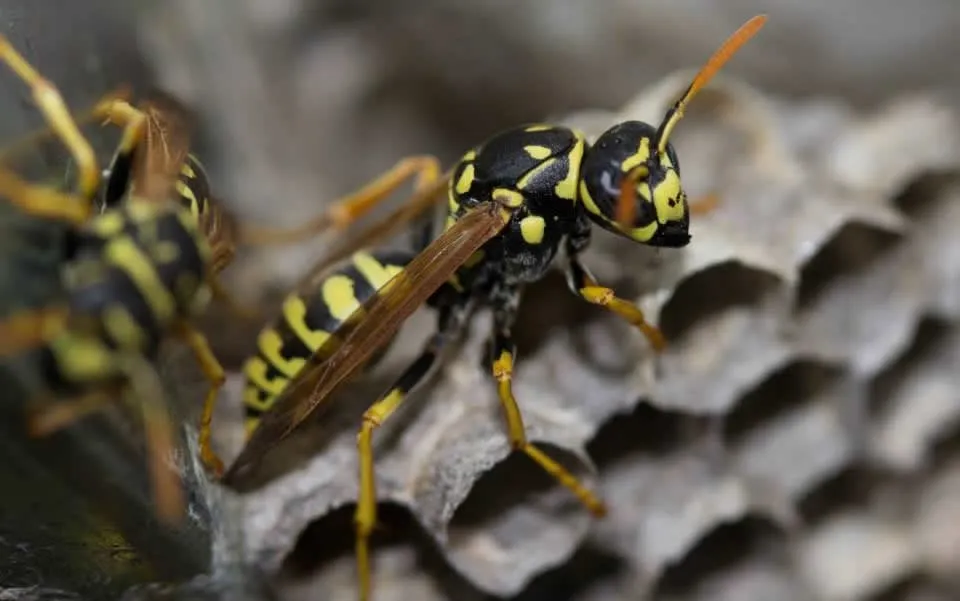 Expert landscape installation in North Highlands, CA by Pest Control Center