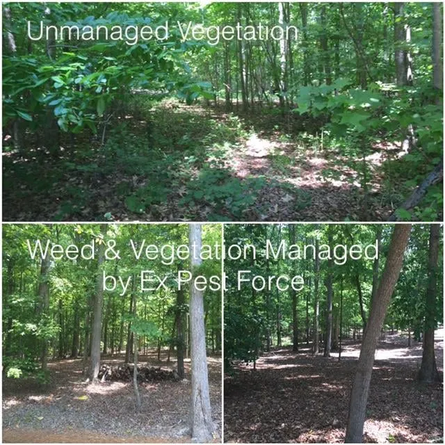 Local yard maintenance for beautiful yards in Monroe, GA by Pest Force