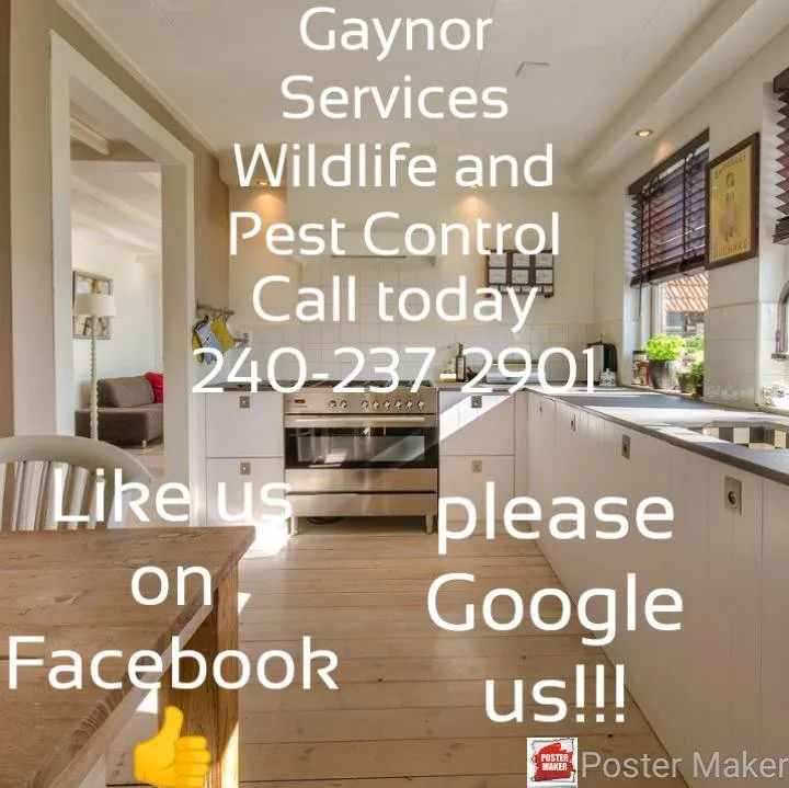 Expert yard cleanup service for homes across Lusby, MD - Pestivo Pest Solutions