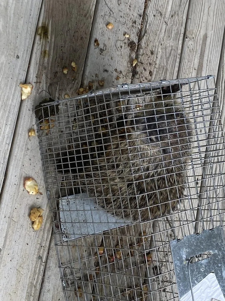 Top-rated landscape design experts serving Lusby, MD - Pestivo Pest Solutions