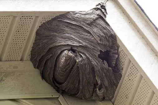 Local lawn care service for outdoor upgrades in Red Wing, MN by Pestop