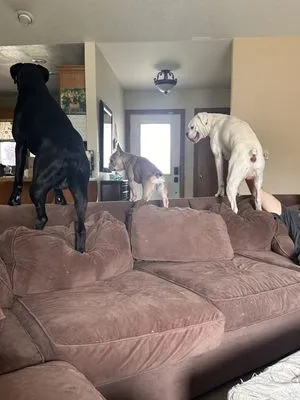 Pet Pro Yard Services