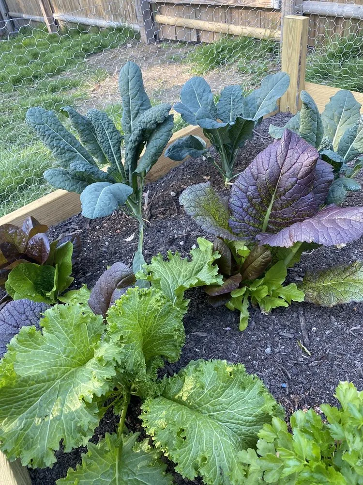 Reliable lawn care service in North Andover, MA by Peter Breen Bark Mulch