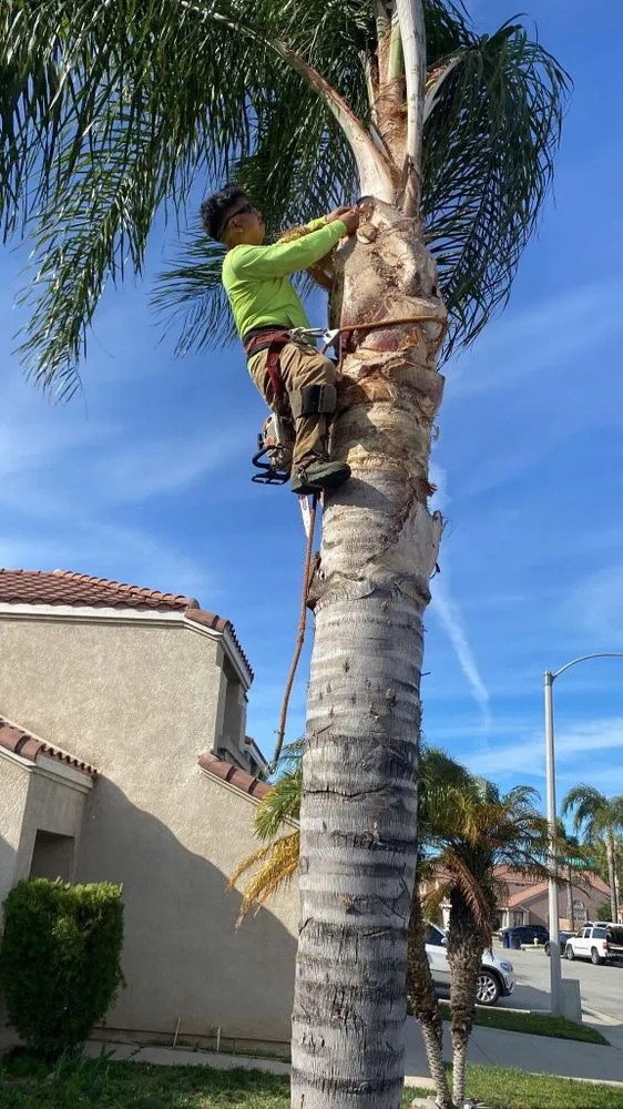 Expert landscaping services in Riverside, CA by Peter Landscaping