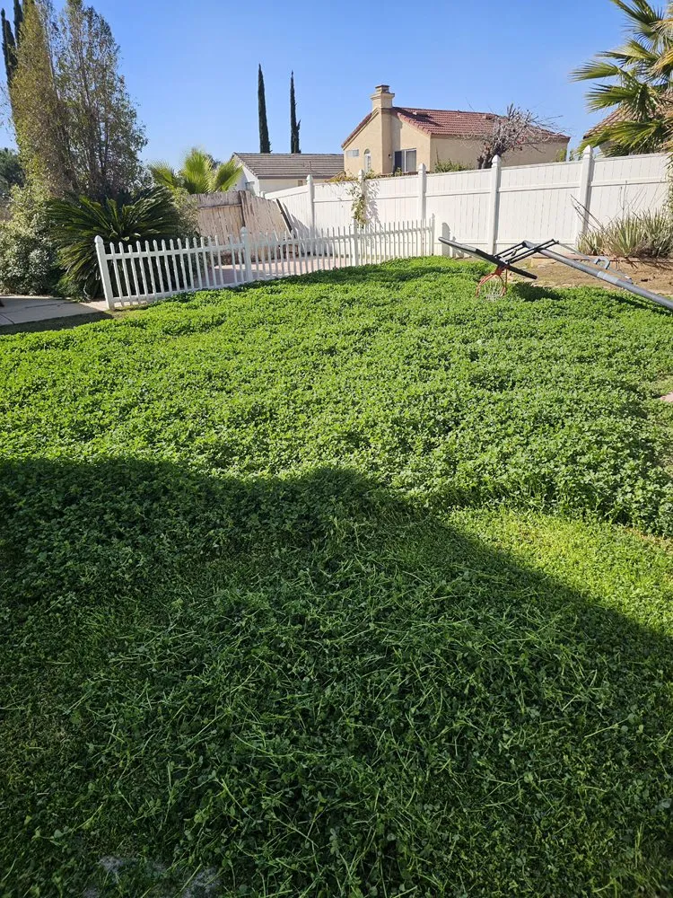 Trusted lawn care service in Riverside, CA - Peter Landscaping