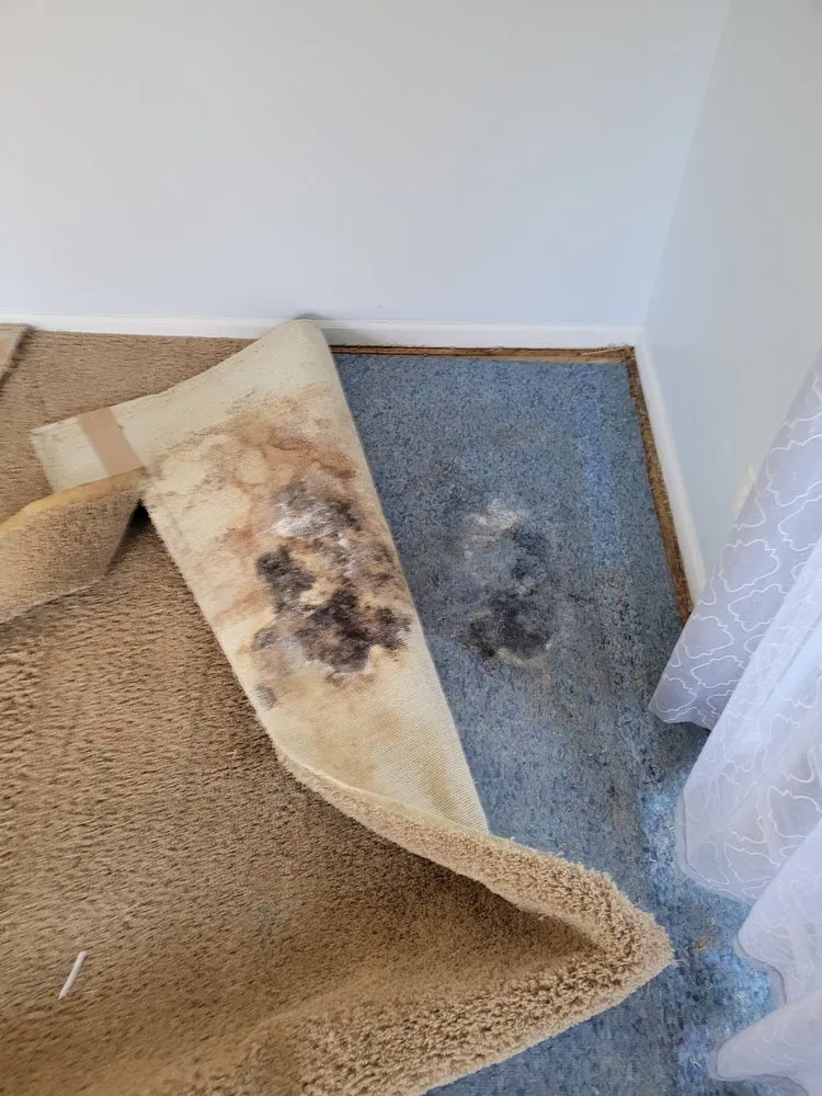 Custom outdoor landscaping in Tampa Bay, FL by Peter Pressure Cleaning