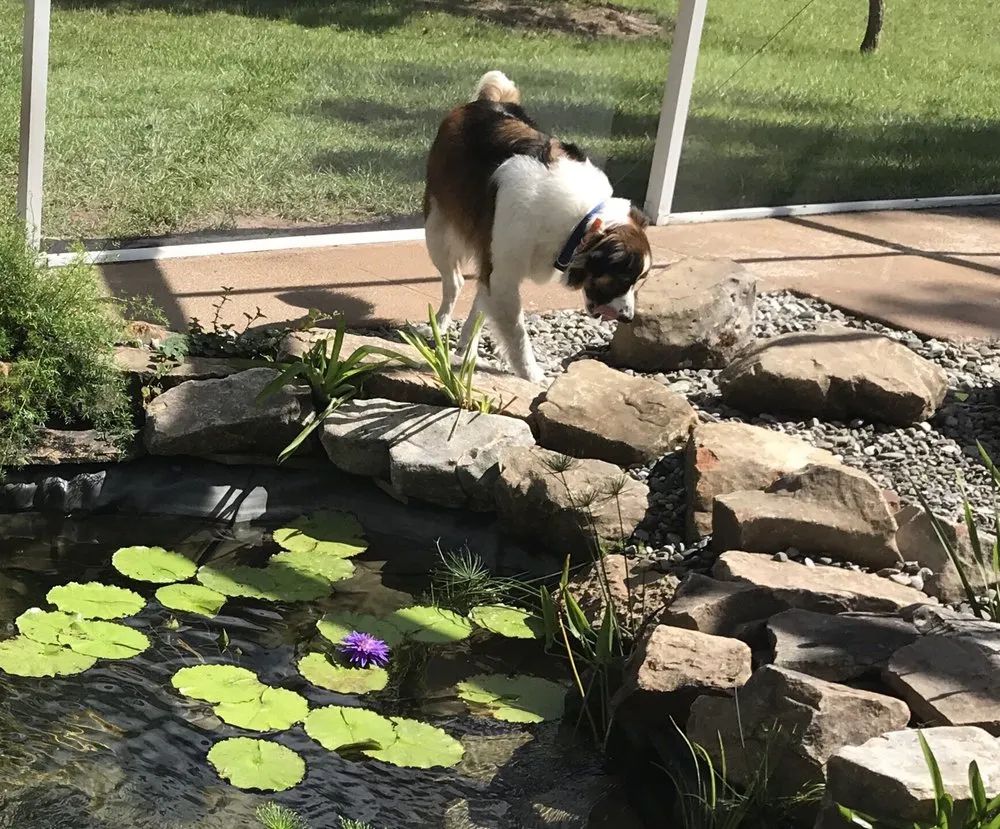 Top-rated lawn mowing service with custom design across Spring Hill, FL - Peter Spitznagel Landscaping