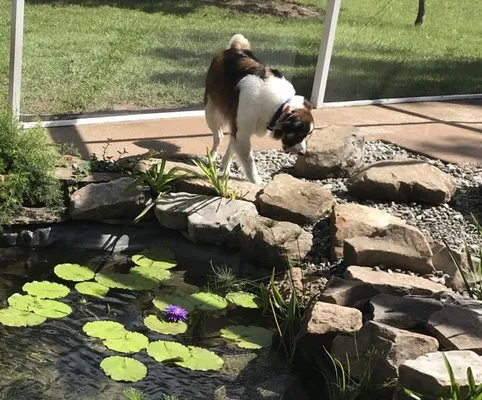 Peter Spitznagel Landscaping Logo