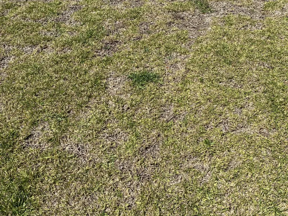 Top-rated landscaping services for beautiful yards across Kingsland, GA - Peters Landscaping & Lawn Care