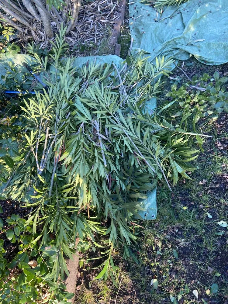 Affordable outdoor landscaping in Sonoma, CA - Petersen Gardening