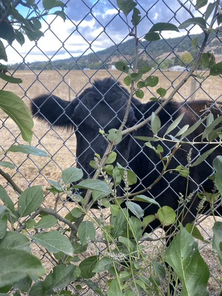 Custom lawn mowing service for year-round maintenance across Sonoma, CA - Petersen Gardening