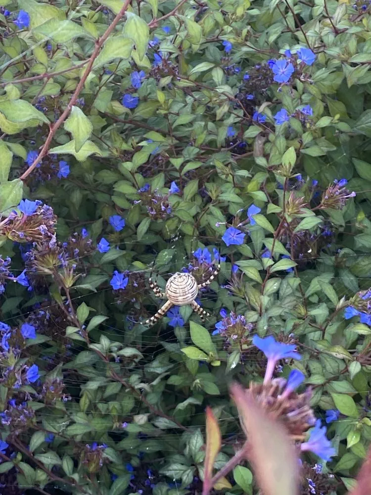 Local landscape installation experts serving Sonoma, CA - Petersen Gardening