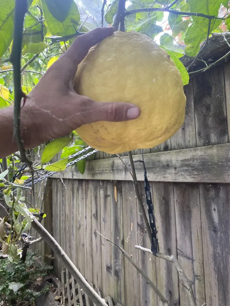 Affordable outdoor landscaping in Sonoma, CA by Petersen Gardening