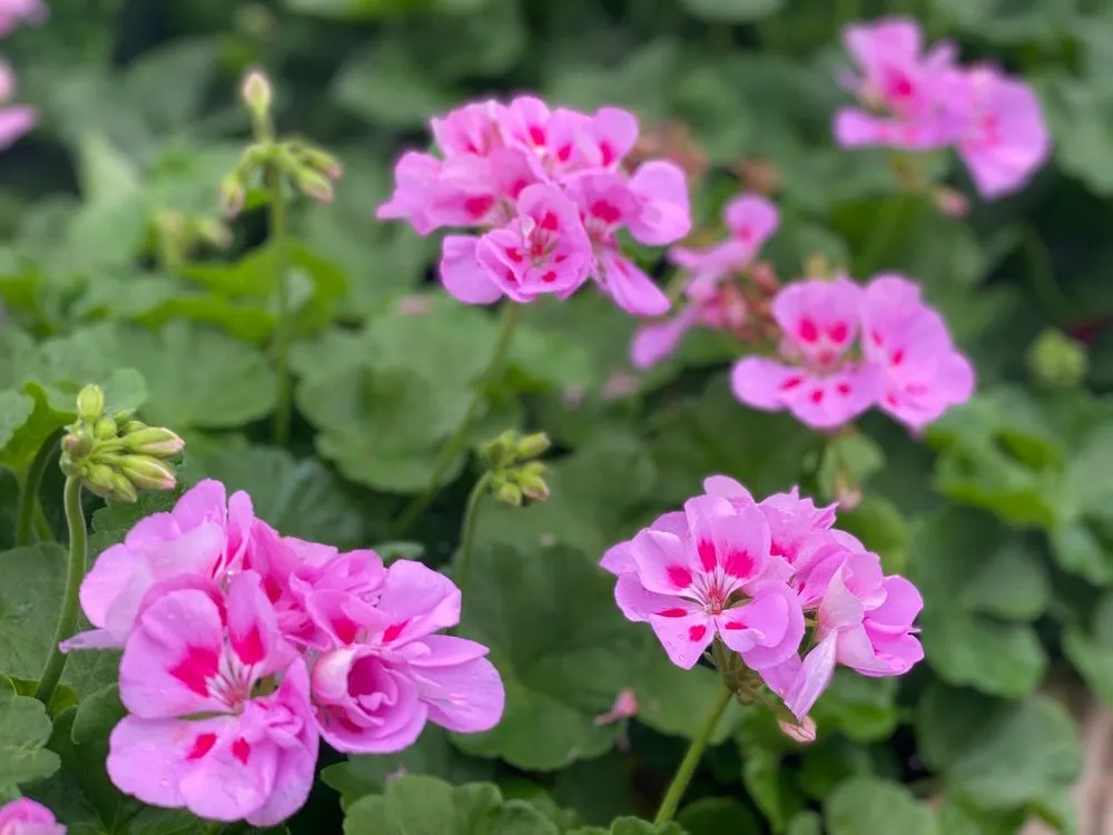 Affordable landscape installation in Patterson, NY by Petersen's Patterson Greenhouses