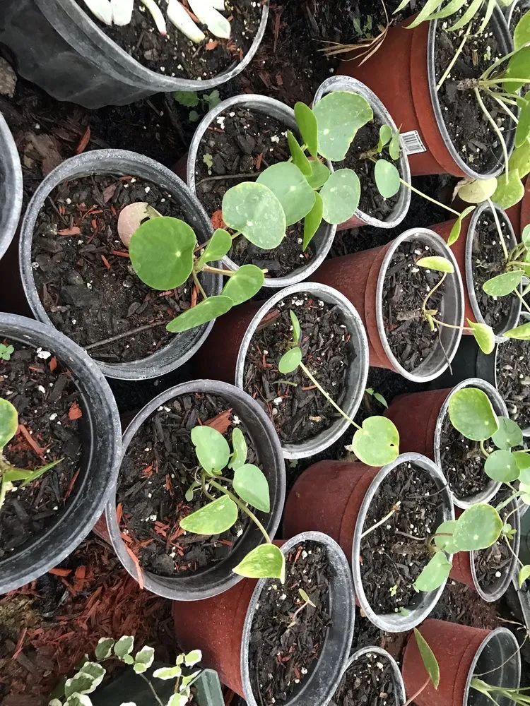 Professional landscape design experts serving Patterson, NY - Petersen's Patterson Greenhouses